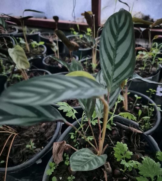 Calathea Ctenanthe Compact Star Dua Çiçeği