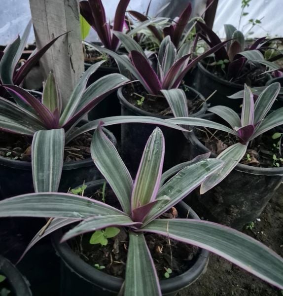 Telgraf Çiçeği Fidesi Tradescantia Spathacea Variegata Rhoeo Moses in the Cradle