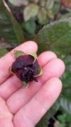 Kokulu Black Magic Rose Yediveren Gül Fidan