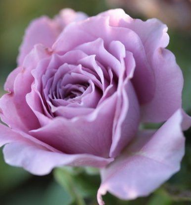 Violet Menekşe Renkli Yediveren Gül Fidanı Kokulu-Açık Köklü