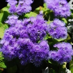 Mavi Vapur Dumanı Bitkisi-Saksılı gelişmiş Bitki