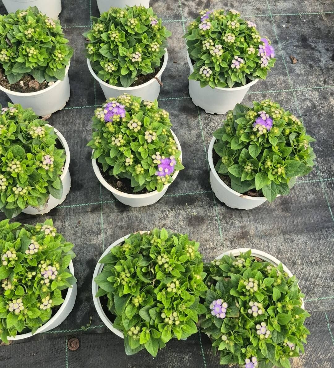 Mavi Vapur Dumanı Bitkisi-Saksılı gelişmiş Bitki