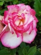 Rose Dot Pembe Beyaz Yediveren Kokulu Gül Fidan