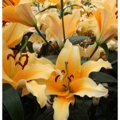 Turuncu Lilium Zambak Valvade Kokulu-Canlı Bitki