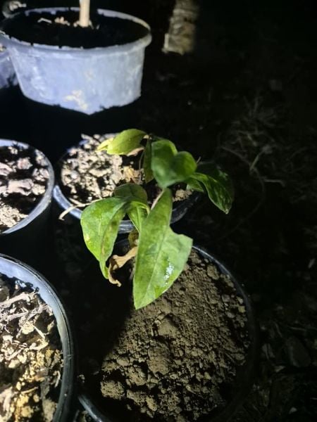 Phlox Paniculata Purple Flame