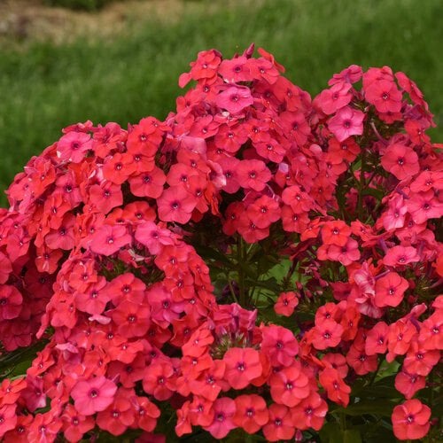 Phlox Paniculata Purple Flame