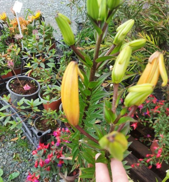 Turuncu Lilium Zambak Valvade Kokulu-Canlı Bitki