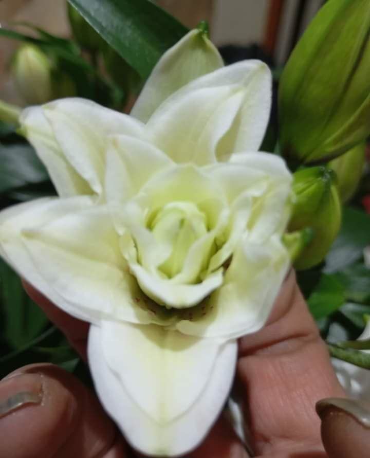 Beyaz Çiçekli Katlı Lilyum-Zambak Soğanı-İthal