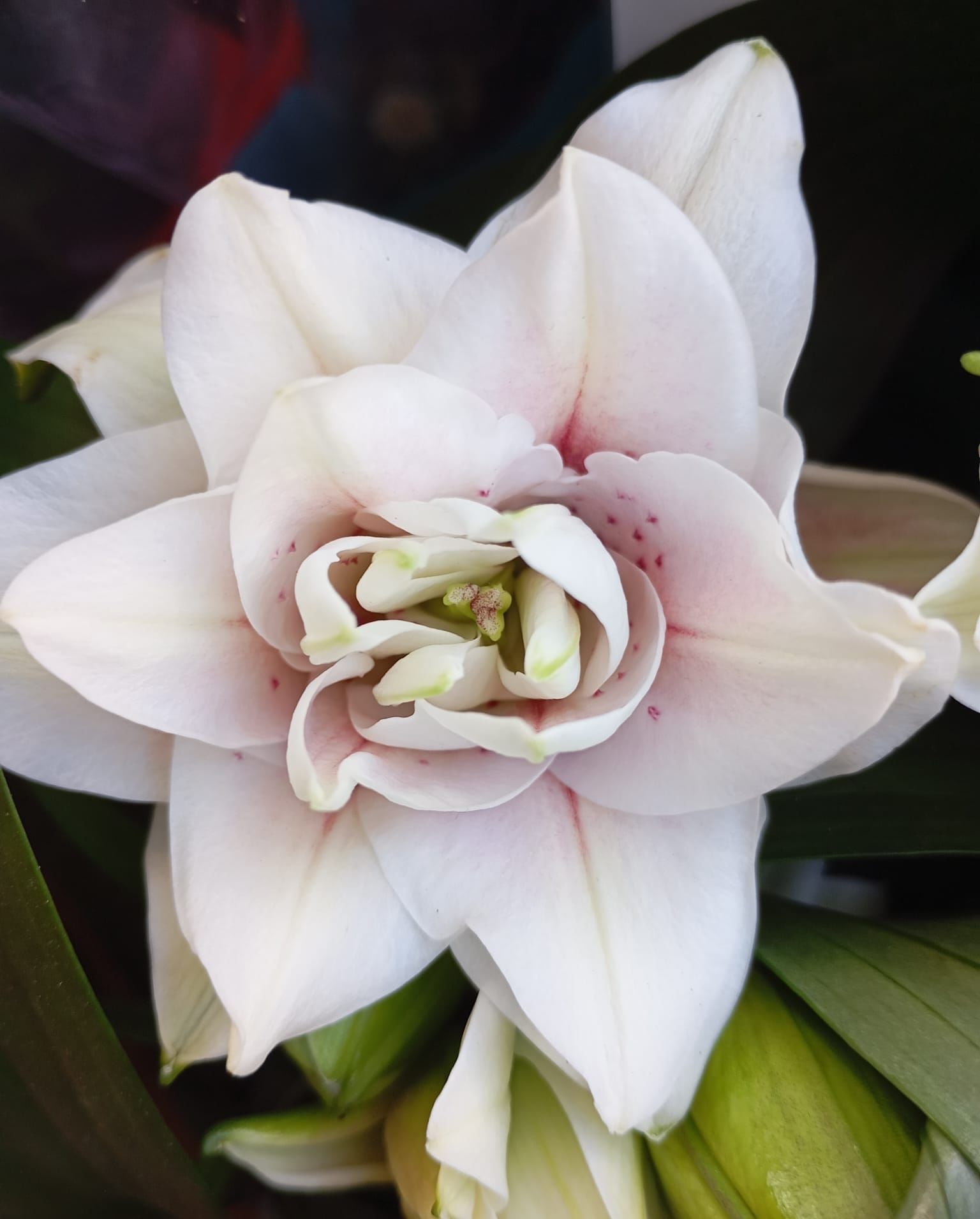 Beyaz-Pembe Çilli-Lilyum-Zambak Soğanı Katmerli İthal