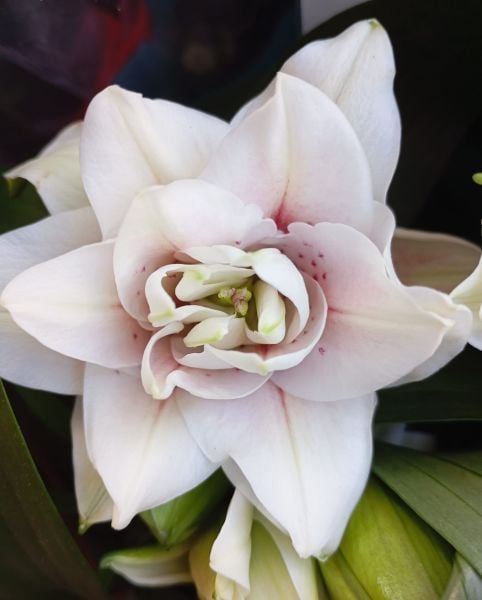 Beyaz-Pembe Çilli-Lilyum-Zambak Soğanı Katmerli İthal