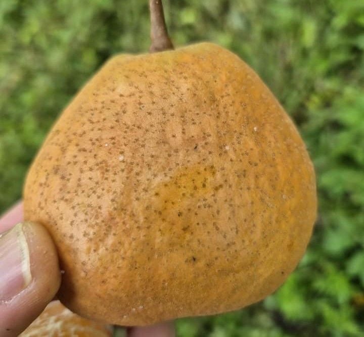 Rus Armudu Fidanı 120 cm-Açık Köklü