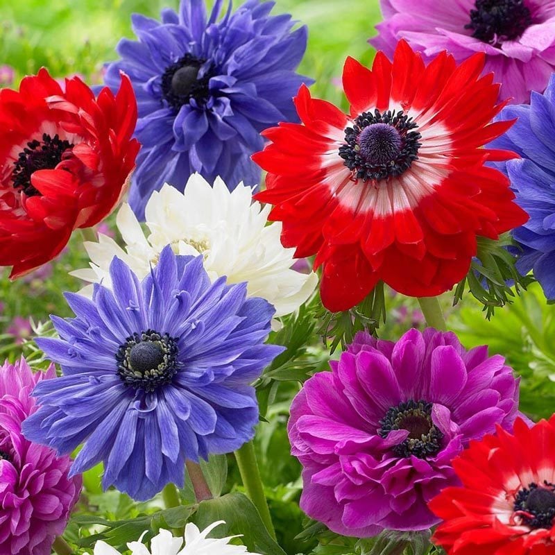 Anemon Soğanı Saksı içinde 1 Adet Canlı Soğan