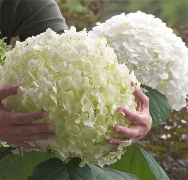 Hydrangea Arborescens Strong Annabelle Ortanca Fidanı