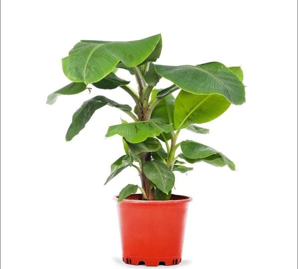 Cavendish Dwarf Banana Bodur Salon Muzu Fidanı boy 30-40 cm