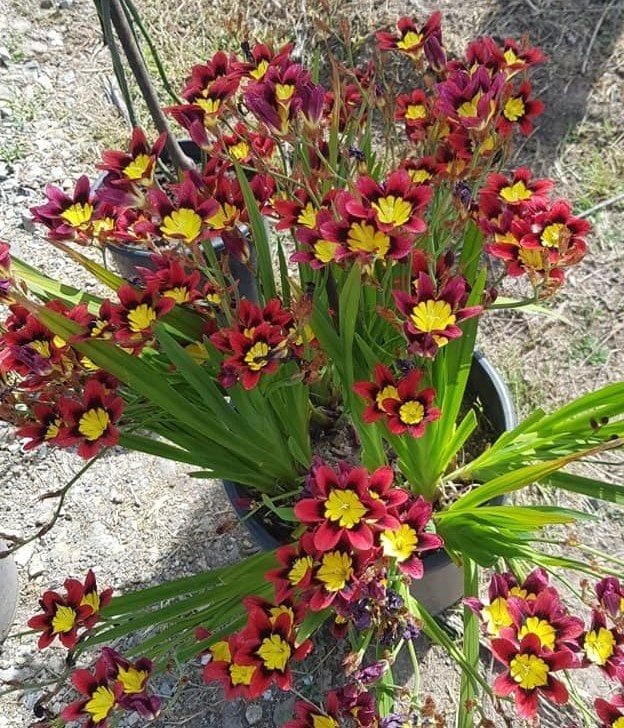 Sparaxis Çiçeği Saksıda