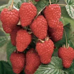 Loganberry Fidanı 40-80 cm
