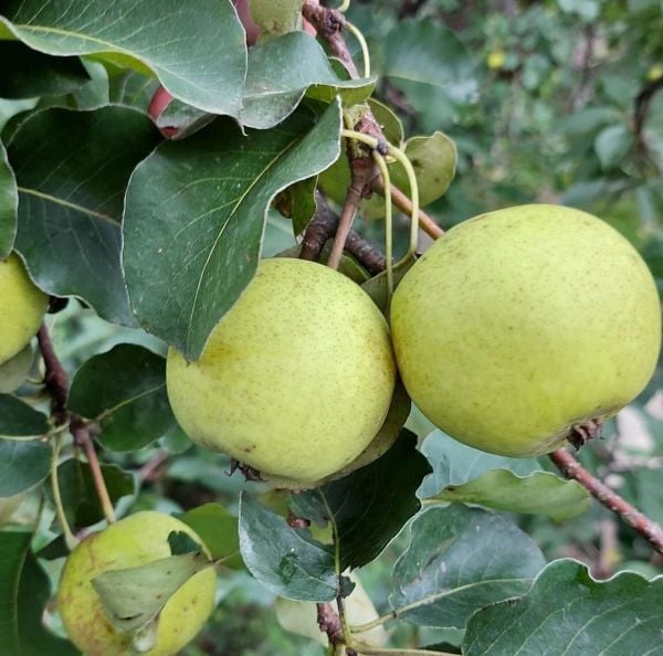 Laz Armudu Fidanı 120-150 cm