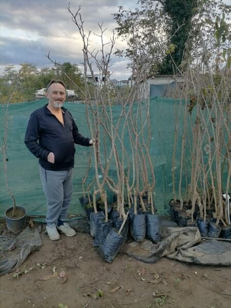 Dut Fidanı Ekşi Urmu Karadut Fidanı-Rum Dutu 4 Yaş 170 cm