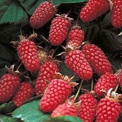 Loganberry Fidanı 40-80 cm