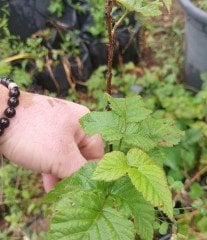 Loganberry Fidanı 40-80 cm