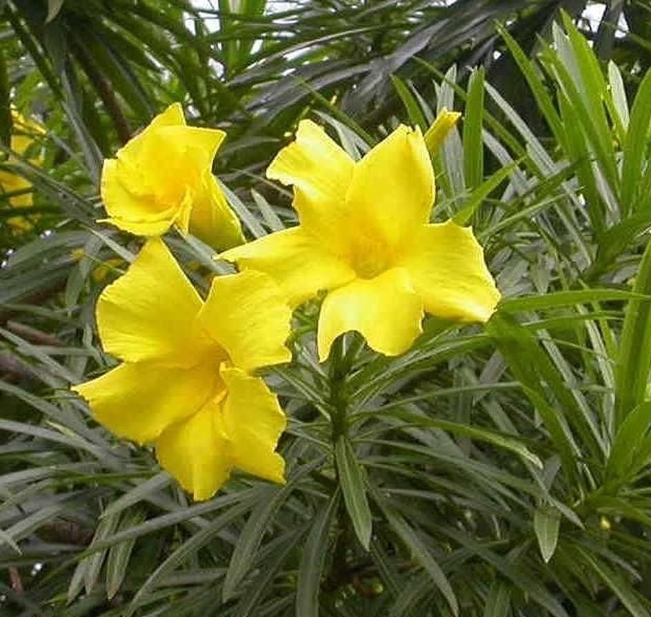 Thevetia Peruviana) Peru Zakkumu Sarı Renk