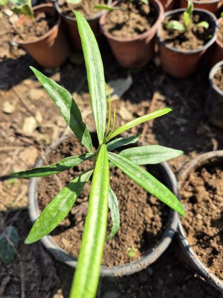 Thevetia Peruviana) Peru Zakkumu Turuncu Renk