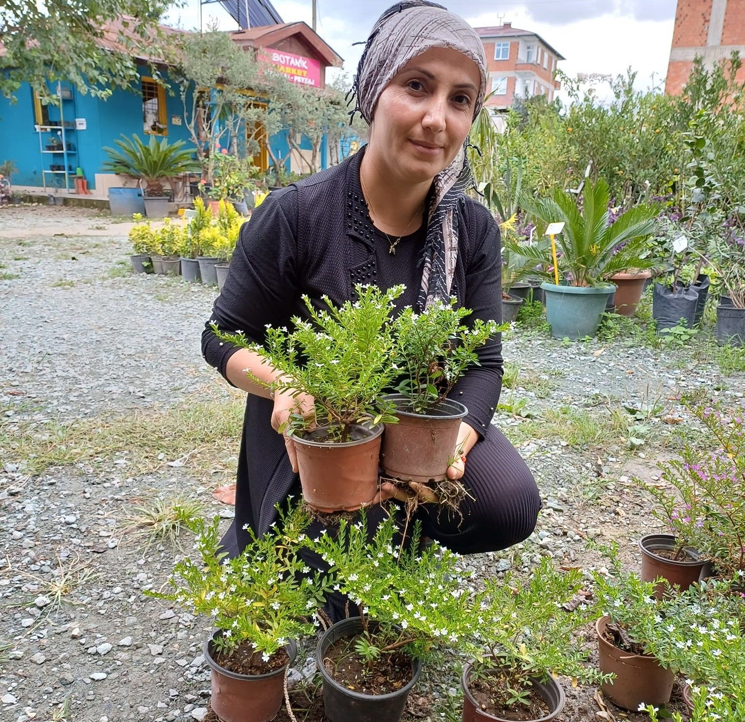 Kufeya (Cuphea Hyssopifolia) Beyaz Renk