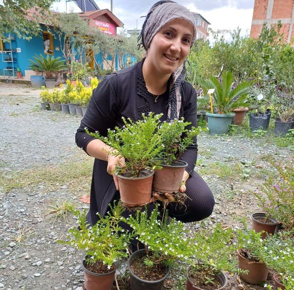 Kufeya (Cuphea Hyssopifolia) Beyaz Renk