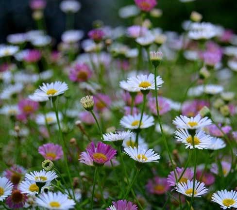 Sarkan Papatya Erigeron Karvinskianus- Çılgın Meksika Papatyası