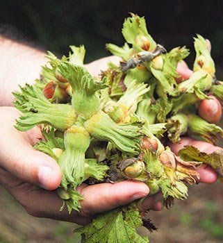 Palaz Fındık Fidanı (Ordu Palazı) 130-150 cm