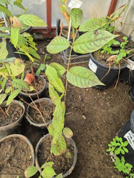 Bindallı sarmaşığı Quisqualis indica Fİdanı 70 cm-3 Yaş