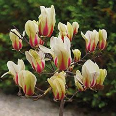 Magnolia Sunrise Manolya Fidanı Gövde Çevresi 14-16 cm-11 Yaş-Boy 250 cm