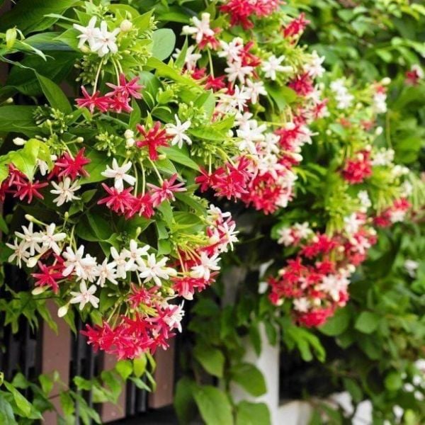 Bindallı sarmaşığı Quisqualis indica Fİdanı 70 cm-3 Yaş