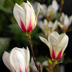 Magnolia Sunrise Manolya Fidanı Gövde Çevresi 14-16 cm-11 Yaş-Boy 250 cm