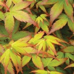 Acer Akçaağaç Fidanı Japanese Jewels LittlePprincess 100-120 cm
