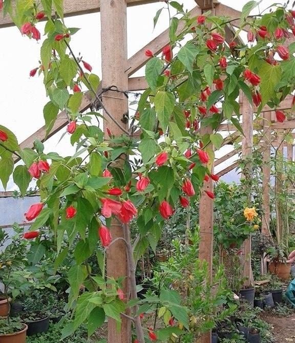 Türk'ün Şapkası (Malvaviscus Arboreus Çiçeği-70-100 cm