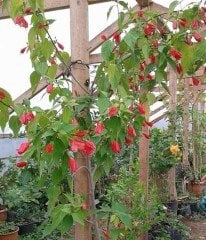 Türk'ün Şapkası (Malvaviscus Arboreus Çiçeği-70-100 cm