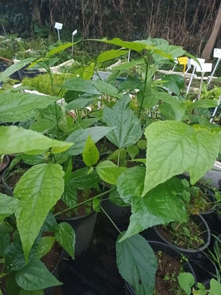 Türk'ün Şapkası (Malvaviscus Arboreus Çiçeği-70-100 cm