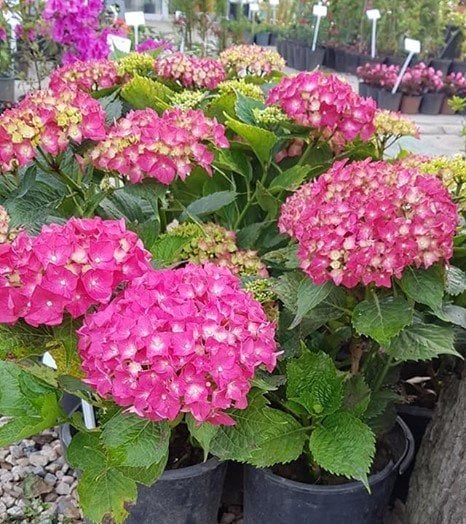 Ortanca Macrophylla 'Royal Red Lilac