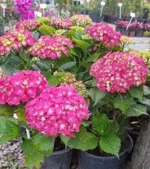 Ortanca Macrophylla 'Royal Red Lilac