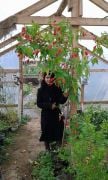 Türk'ün Şapkası (Malvaviscus Arboreus Çiçeği-70-100 cm