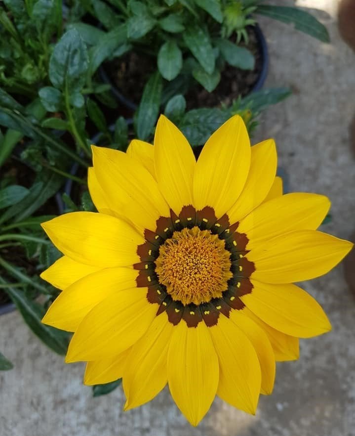 Gazanya Çiçeği-Üzeri Çicekli - Saksılı