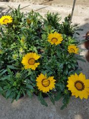 Gazanya Çiçeği-Üzeri Çicekli - Saksılı