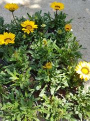 Gazanya Çiçeği-Üzeri Çicekli - Saksılı