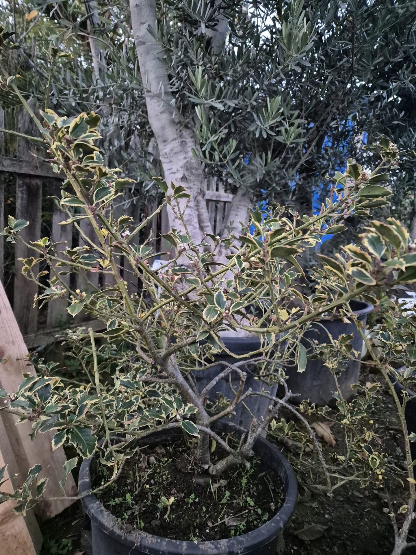 Ilex Aquifolium Variegatum 130 cm-15 Yaş-(Alacalı Çoban Püskülü)