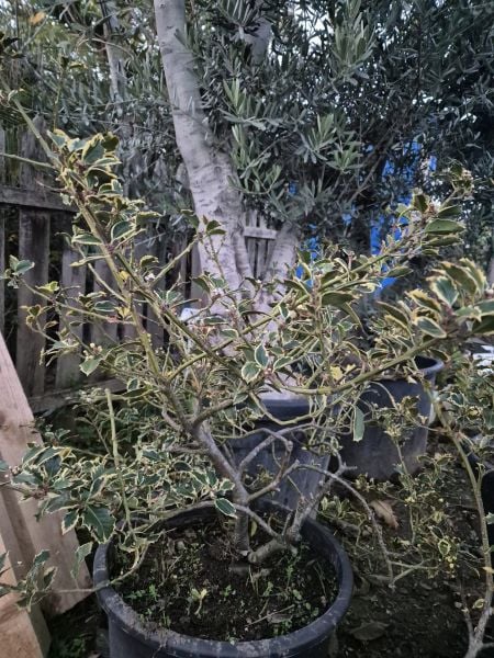 Ilex Aquifolium Variegatum 130 cm-15 Yaş-(Alacalı Çoban Püskülü)