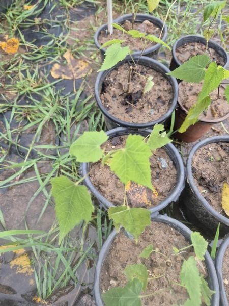 Sarı Abutilon Fidanı Patio Yellow-Ağaç Küpelisi