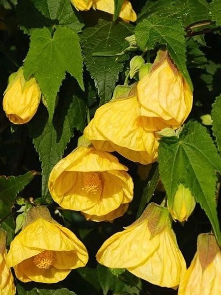 Sarı Abutilon Fidanı Patio Yellow-Ağaç Küpelisi 50-70 cm