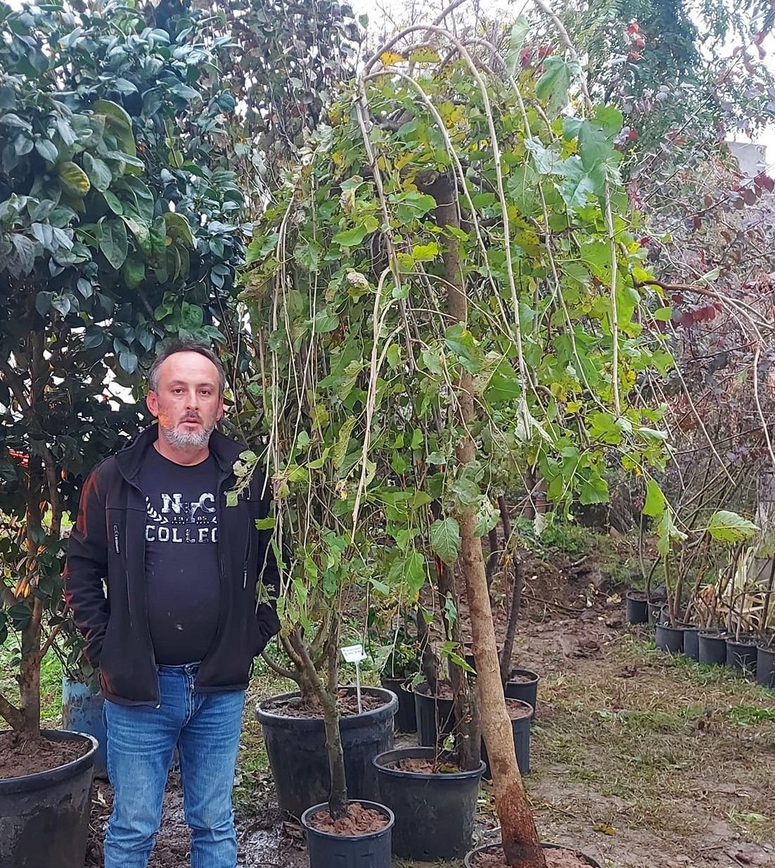 Ters Dut ( Paraşüt Dut ) Fidanı 220 cm-Gövde Çapı 20-22 cm-Rootball