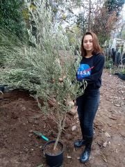 Zeytin (Gemlik) Fidanı 4-5 Yaş--170-200 cm